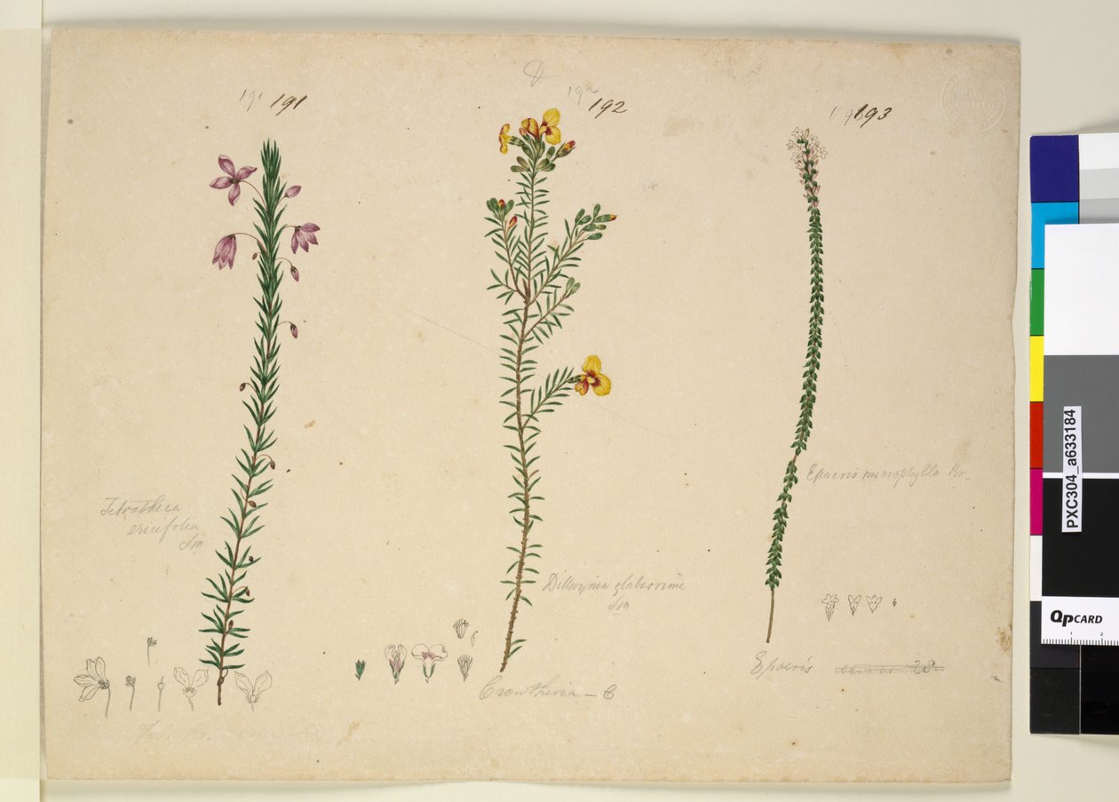 Sida 191. Tetratheca ericifolia; 192. Dillwynia glaberrima; 193. Epacris microphylla, ca 1803-06 (wc, penna, bläck och penna) av John William Lewin