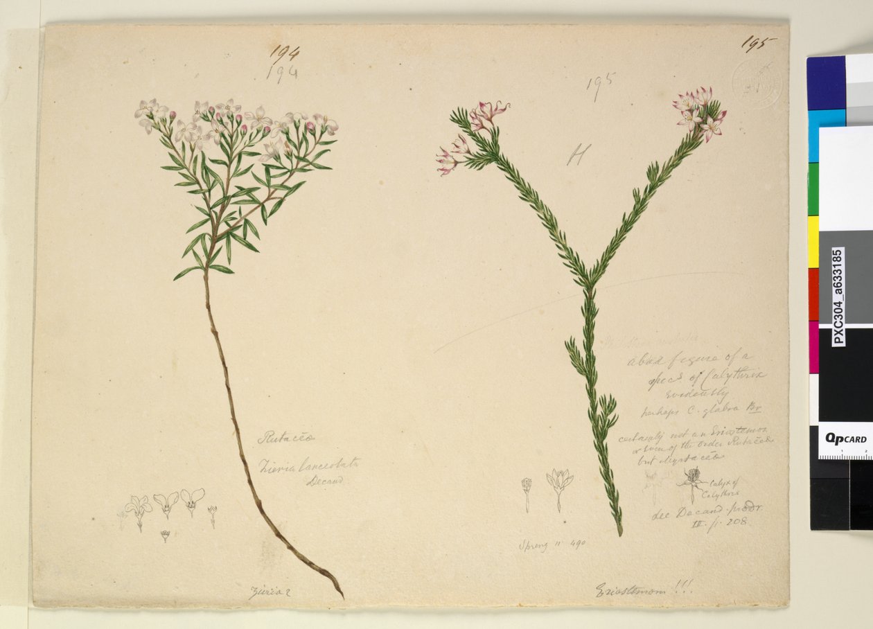 Sida 194. Zieria lanceolata Zieria smithii; 195. En dålig figur av en art av Calythrix..., c.1803-06 (wc, penna, bläck och penna) av John William Lewin