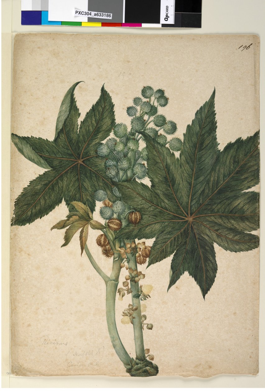 Sida 196. Ricinus Ricinus communis, c.1803-06 (wc, penna, bläck och penna) av John William Lewin