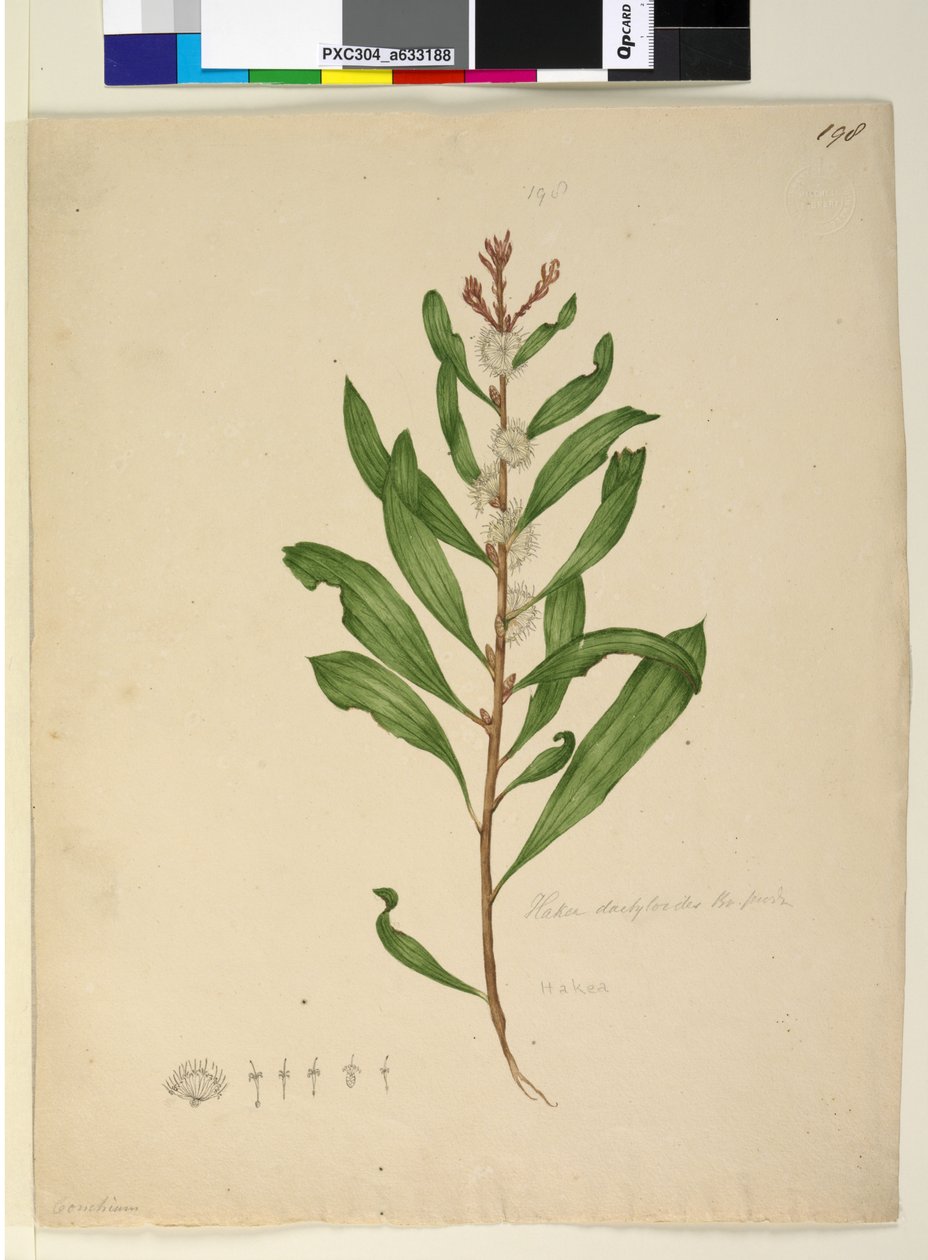 Sidan 198. Hakea dactyloides, ca 1803-06 (wc, penna, bläck och blyertspenna) av John William Lewin