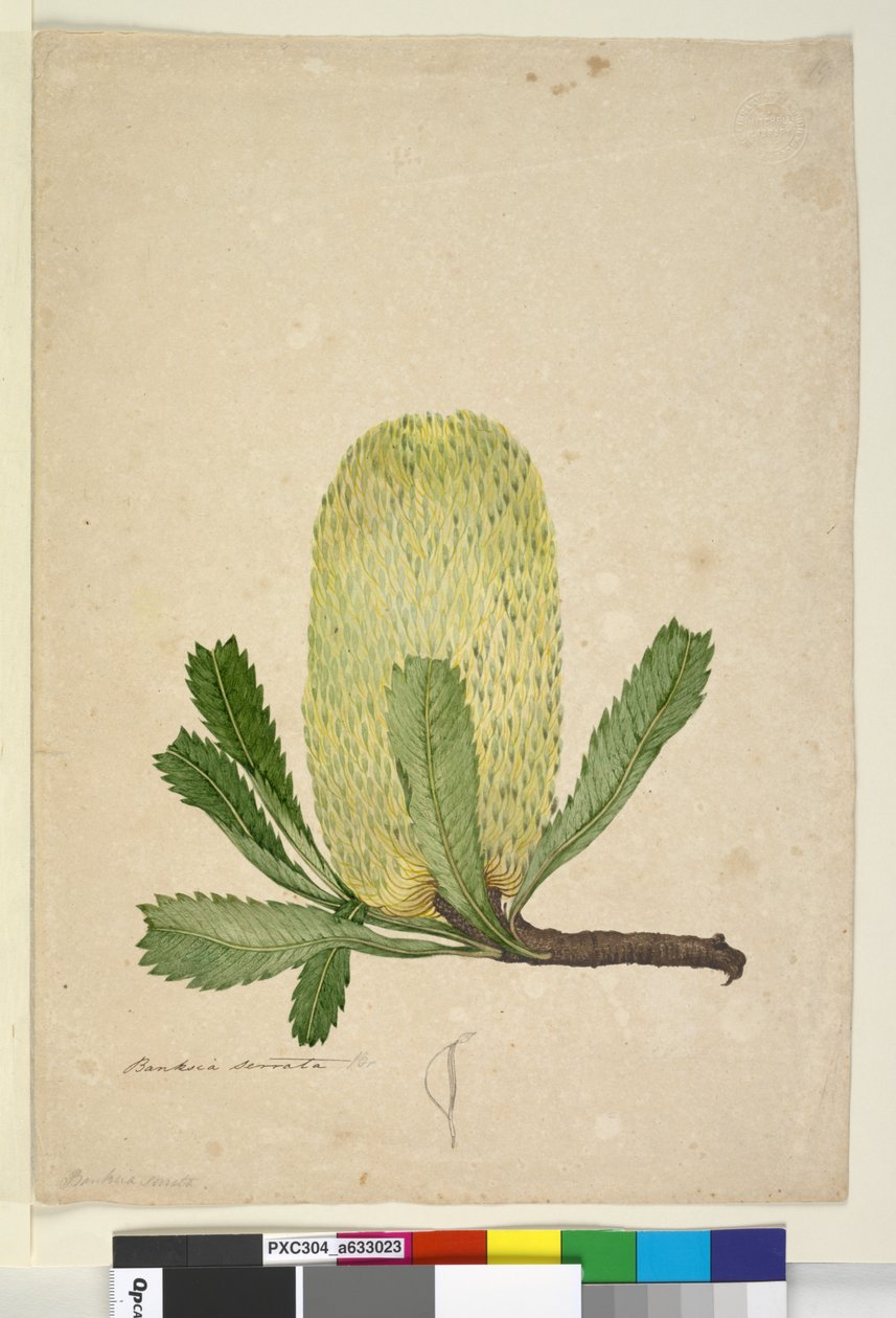 Sida 19. Banksia serrata, c.1803-06 (wc, penna, bläck och penna) av John William Lewin