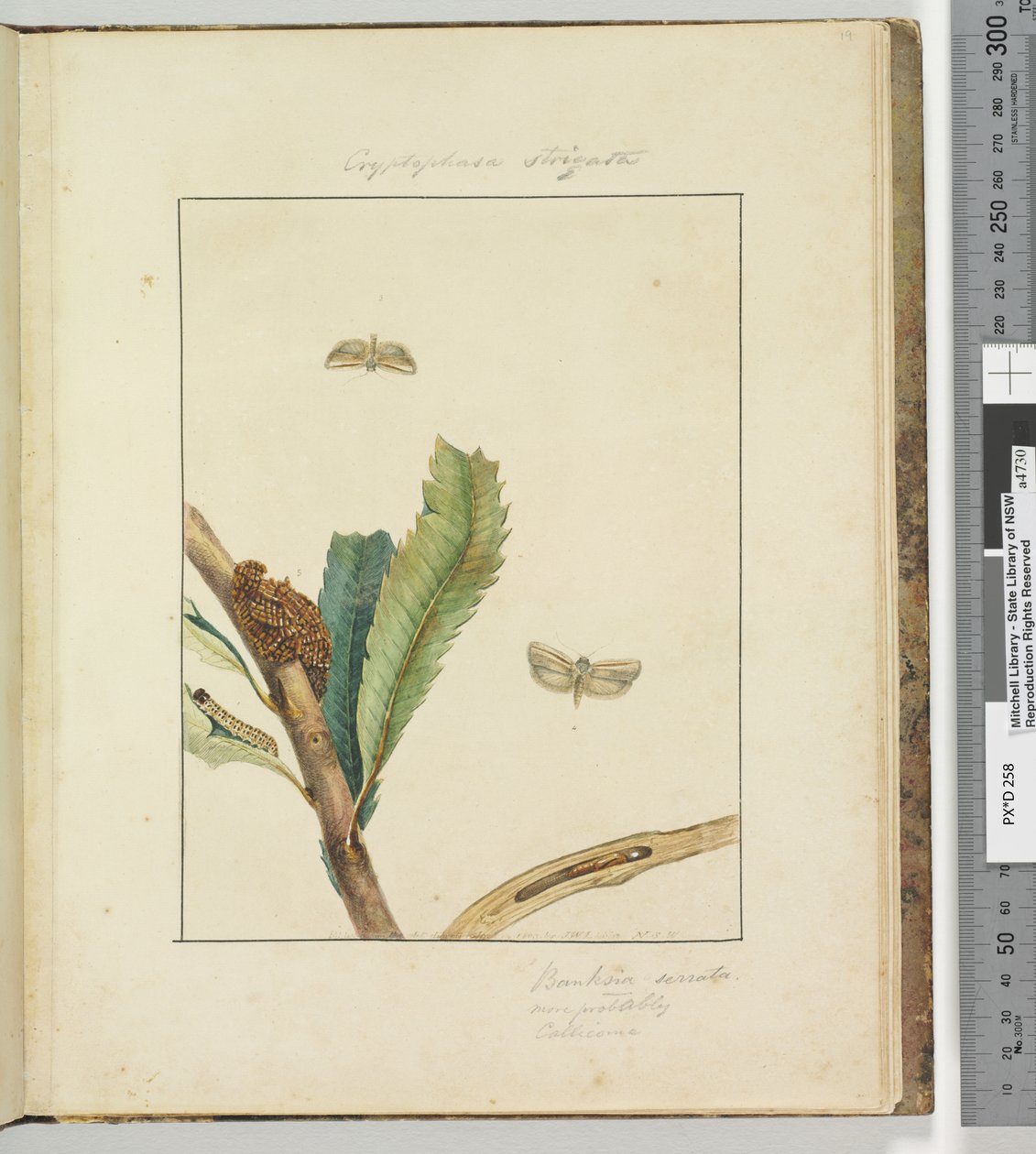 Sida 19. Plåt 5 Cryptophasa Strigata, 1803-04 (handfärgade etstryck) av John William Lewin