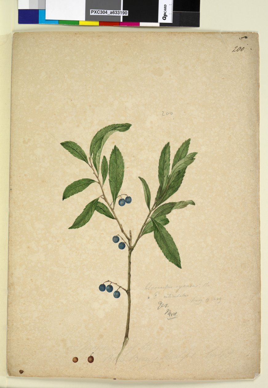 Sida 200. Elaeocarpus reticulatus, c.1803-06 (wc, penna, bläck och penna) av John William Lewin