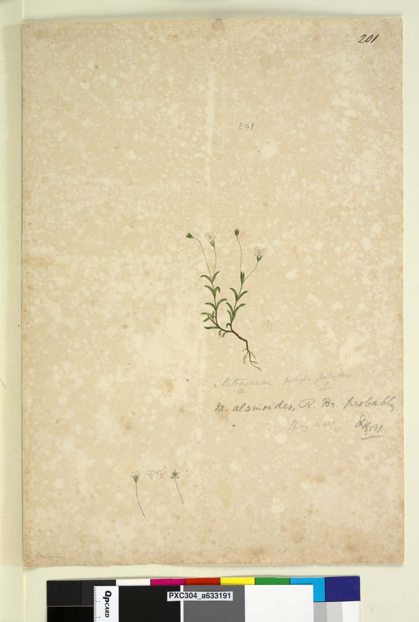 Sida 201. Mitrasacme alsinoides, c.1803-06 (wc, penna, bläck och penna) av John William Lewin