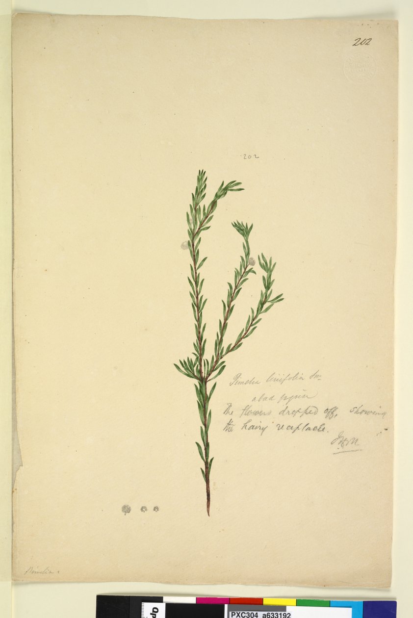 Sida 202. Pimelia linifolia, c.1803-06 (wc, penna, bläck och penna) av John William Lewin