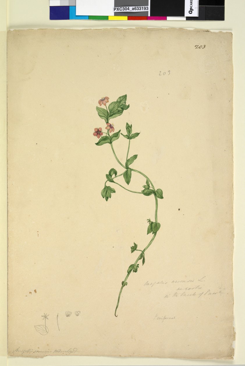 Sida 203. Anagalis arvenis, c.1803-06 (wc, penna, bläck och penna) av John William Lewin