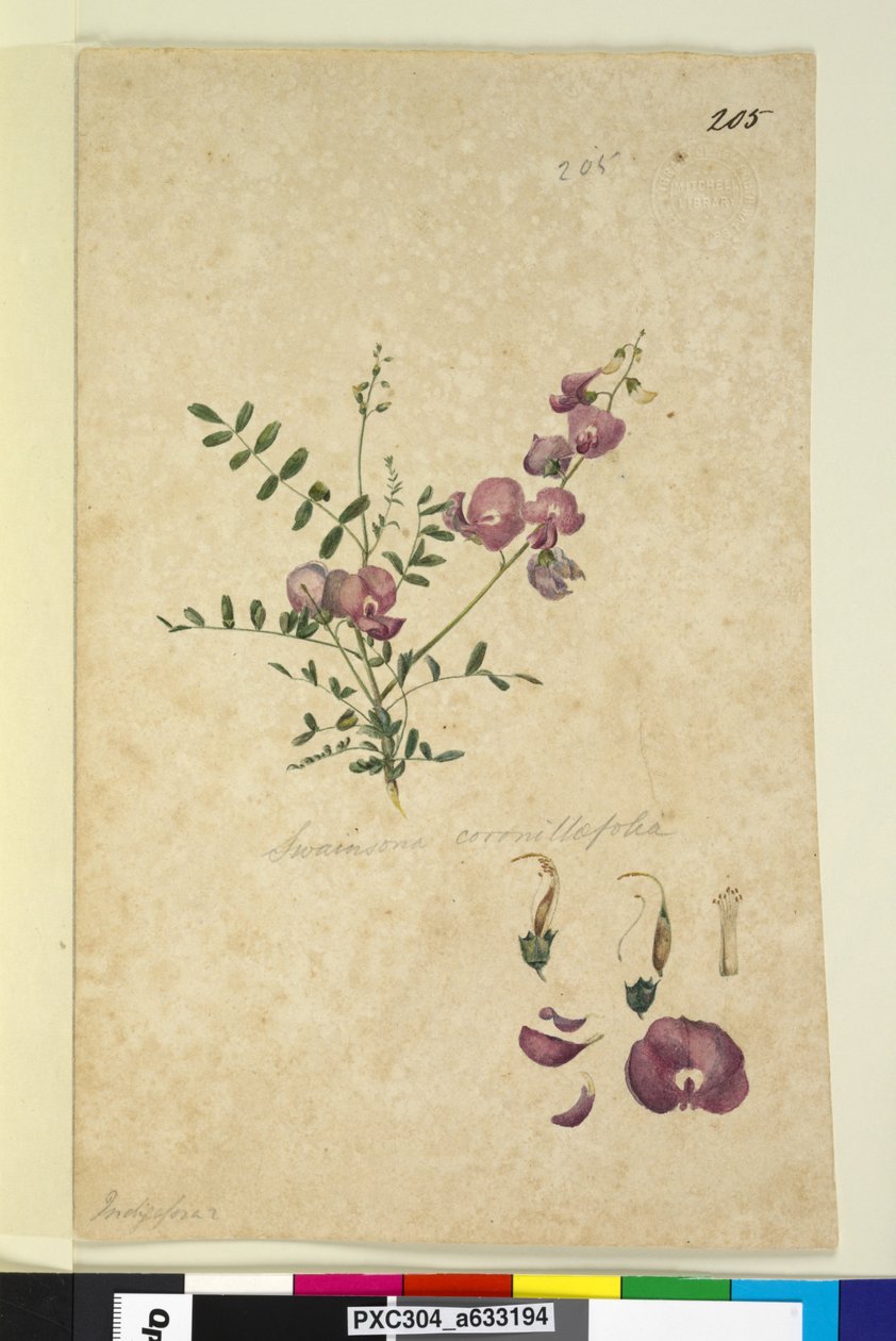 Sida 205. Swainsona, ca 1803-06 (wc, penna, bläck och penna) av John William Lewin