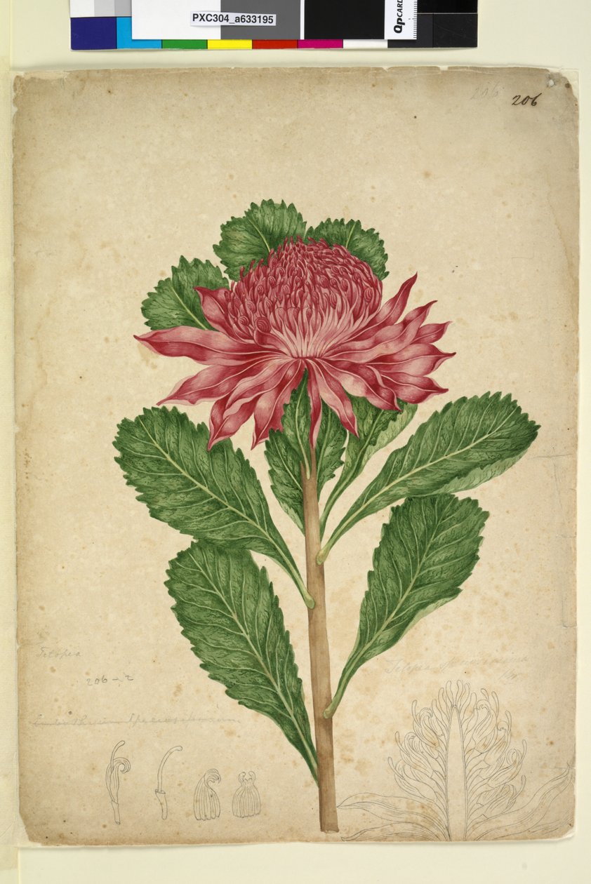 Sida 206. Telopea speciosissima, c.1803-06 (wc, penna, bläck och penna) av John William Lewin