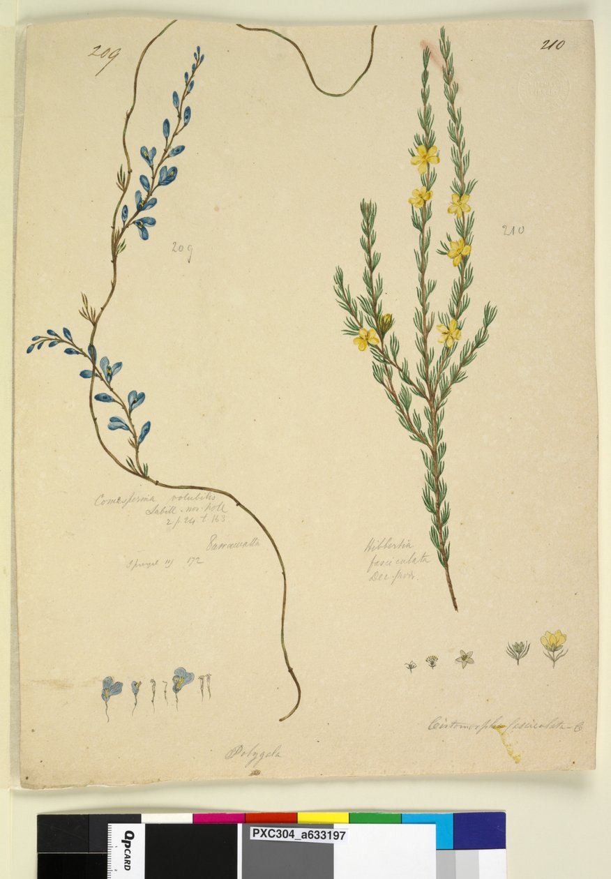 Sidan 209. Comesperma volubile; 210. Hibbertia fasciculata, ca 1803-06 (wc, penna, bläck och blyerts) av John William Lewin