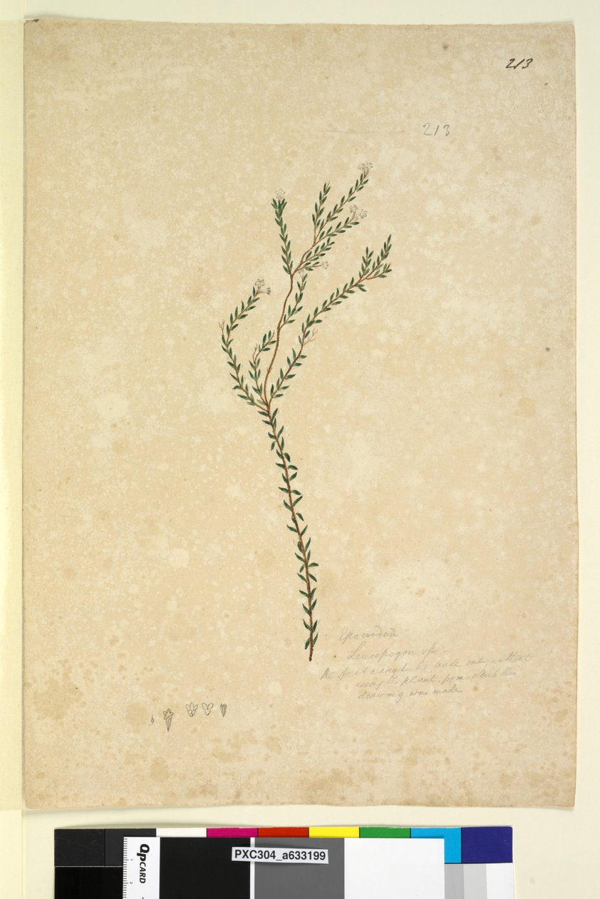 Sida 213. EpacrideaeLeucopogon sp., c.1803-06 (wc, penna, bläck och penna) av John William Lewin