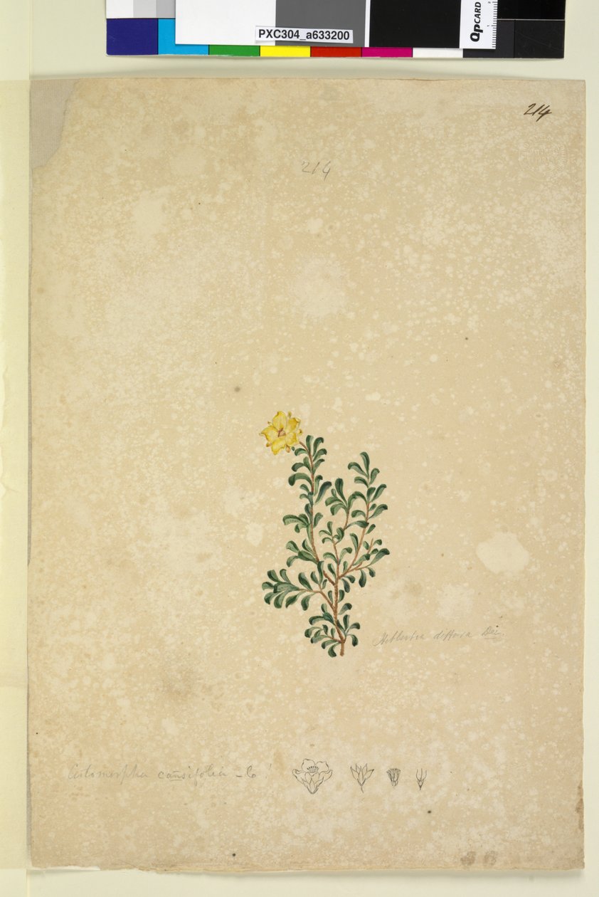 Sida 214. Hibbertia diffusa, c.1803-06 (wc, penna, bläck och penna) av John William Lewin
