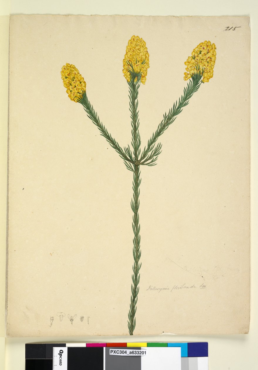 Sida 215. Dillwynia floribunda, c.1803-06 (wc, penna, bläck och penna) av John William Lewin