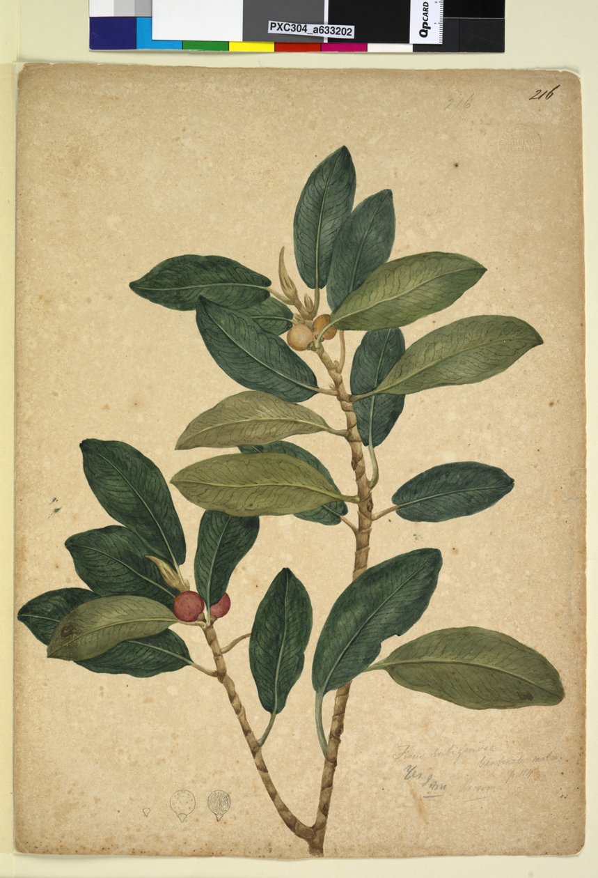 Sida 216. Ficus rubiginosa, c.1803-06 (wc, penna, bläck och penna) av John William Lewin