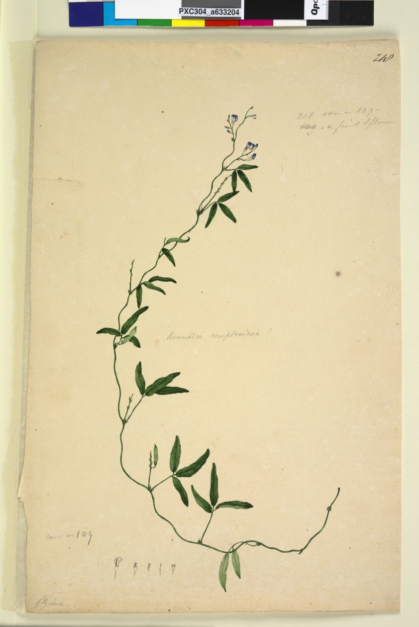 Sida 218. Kennedia comptoniana Hardenbergia comptoniana, c.1803-06 (wc, penna, bläck och penna) av John William Lewin