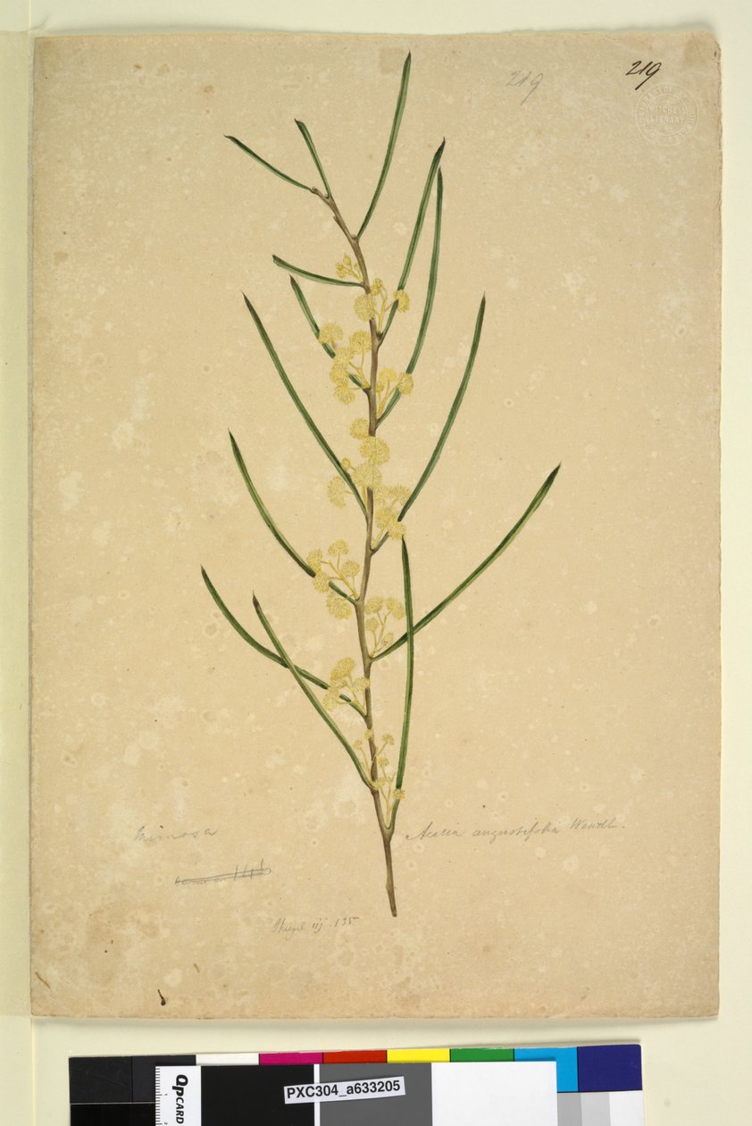 Sida 219. Acacia angustifolia, c.1803-06 (wc, penna, bläck och penna) av John William Lewin