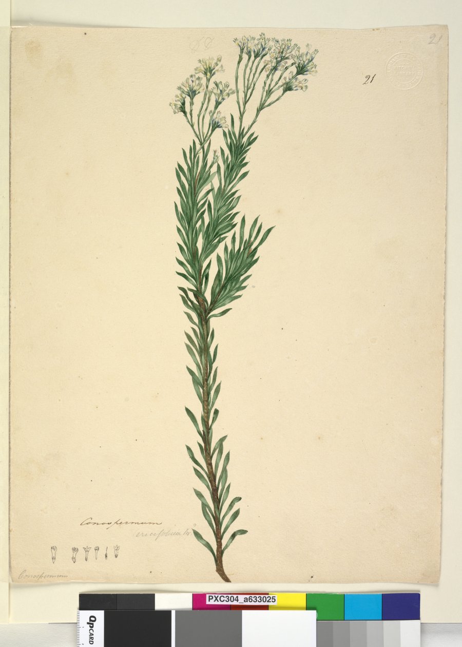 Sida 21. Conospermum ericifolium, c.1803-06 (wc, penna, bläck och penna) av John William Lewin