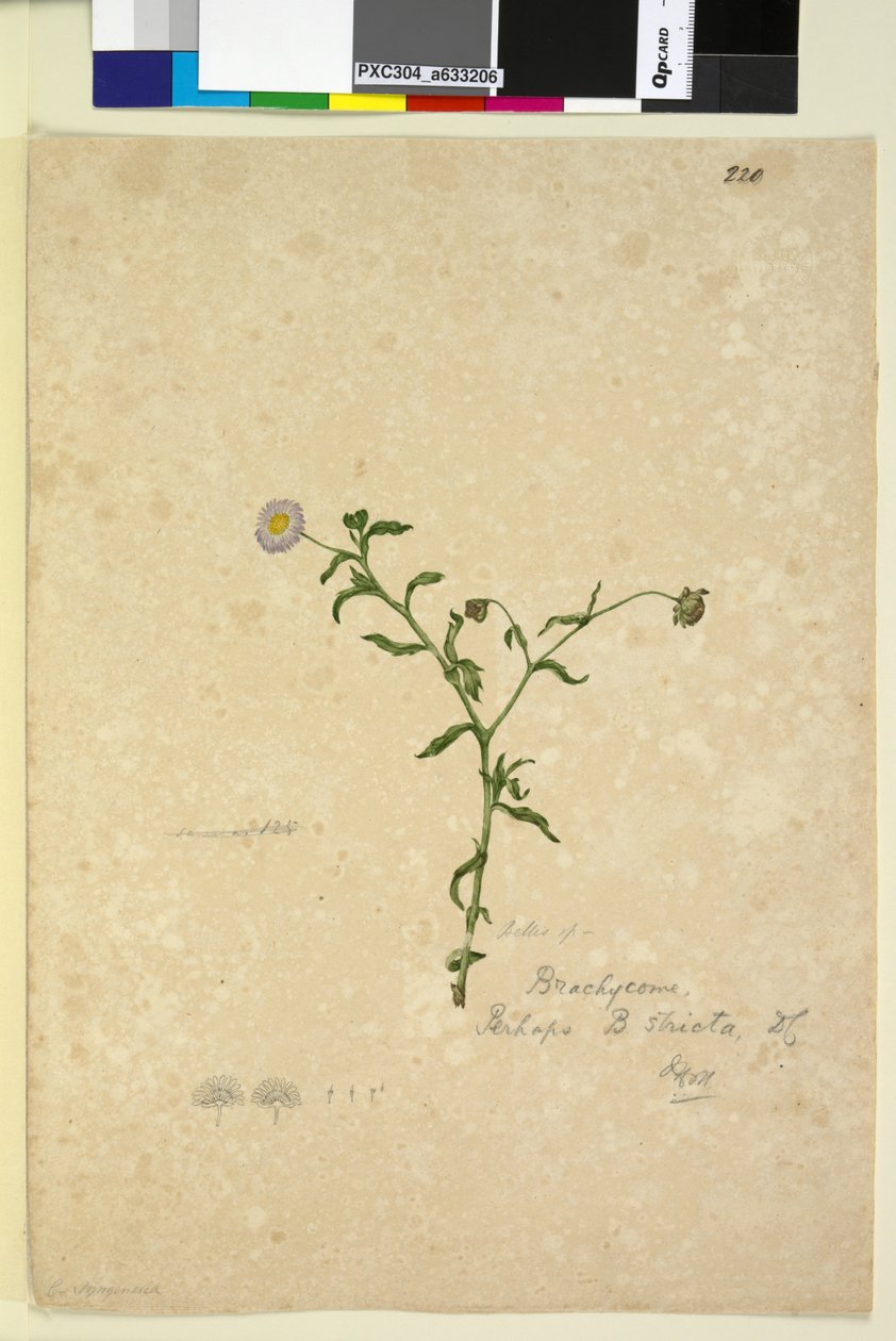 Sida 220. Brachycome multifida, c.1803-06 (wc, penna, bläck och penna) av John William Lewin