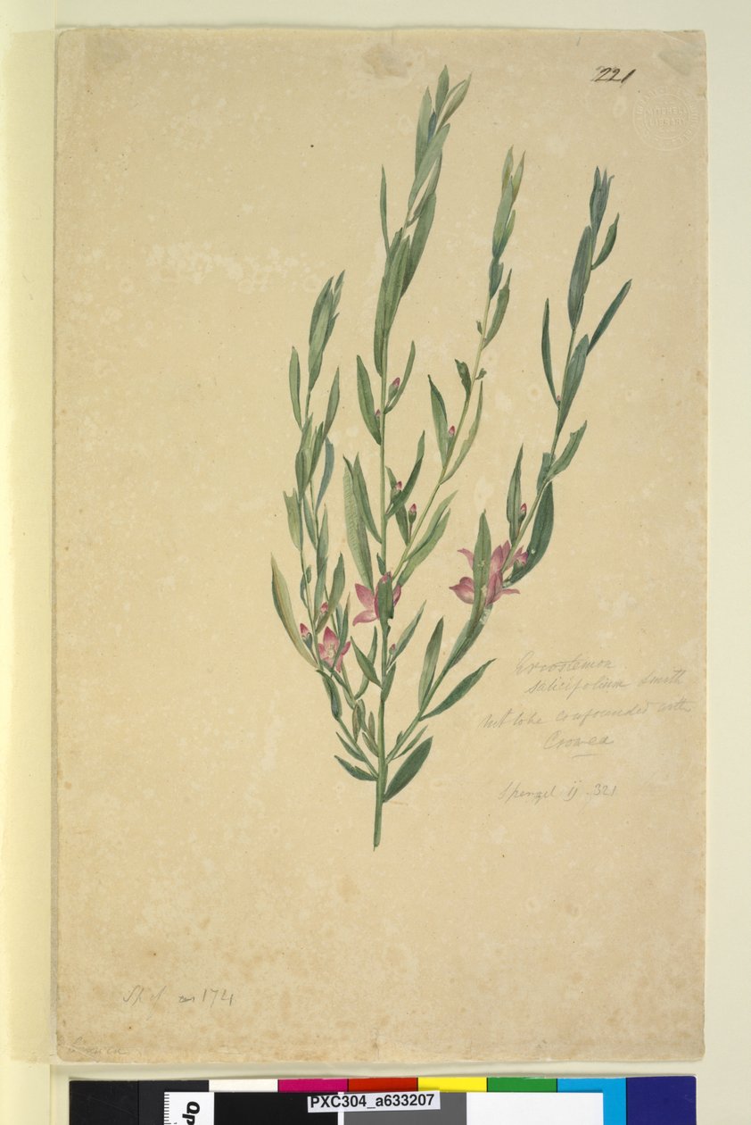 Sida 221. Eriostemon, c.1803-06 (wc, penna, bläck och penna) av John William Lewin