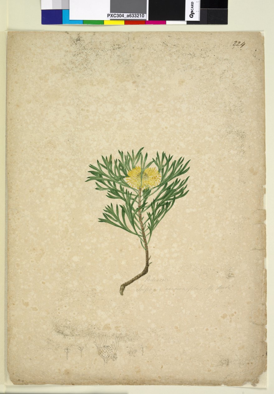 Sida 224. Isopogon anemonifolius, c.1803-06 (wc, penna, bläck och penna) av John William Lewin