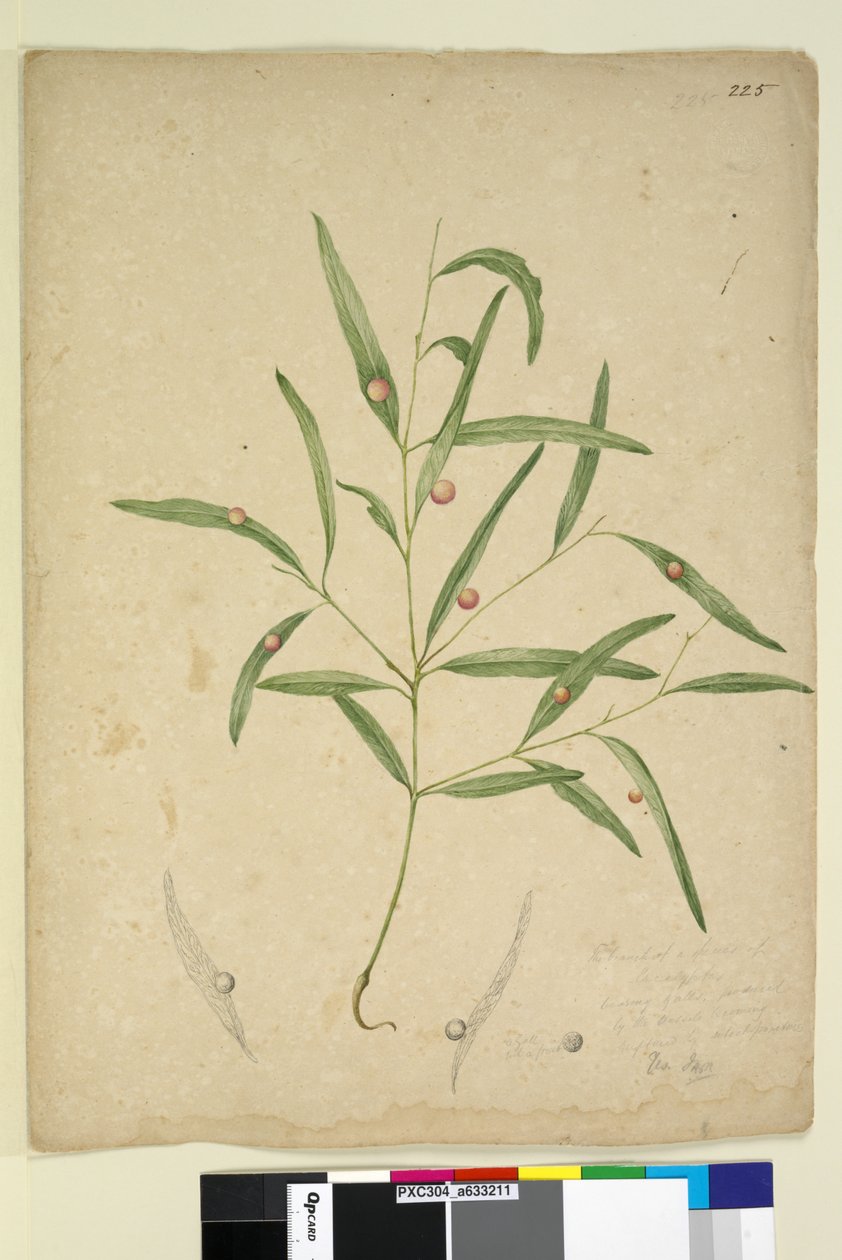 Sida 225. Gren av en art av eukalyptus som bär gallor..., ca 1803-06 (wc, penna, bläck och penna) av John William Lewin
