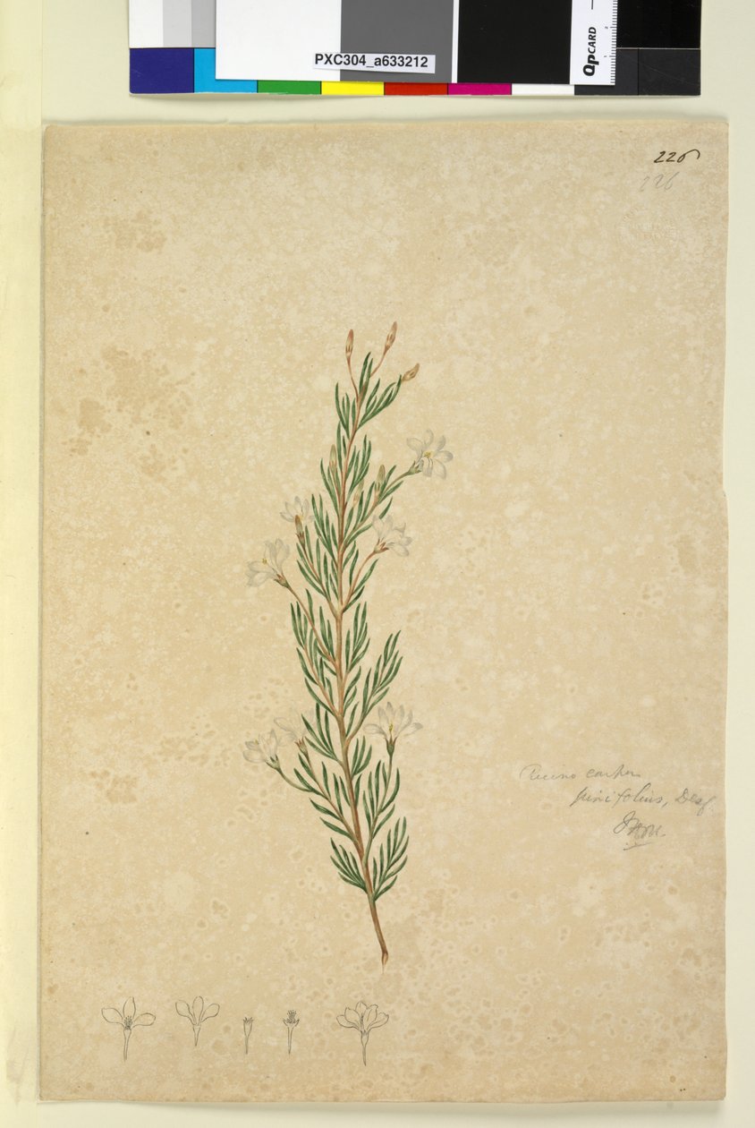 Sida 226. Ricinocarpus pinifolius, c.1803-06 (wc, penna, bläck och penna) av John William Lewin