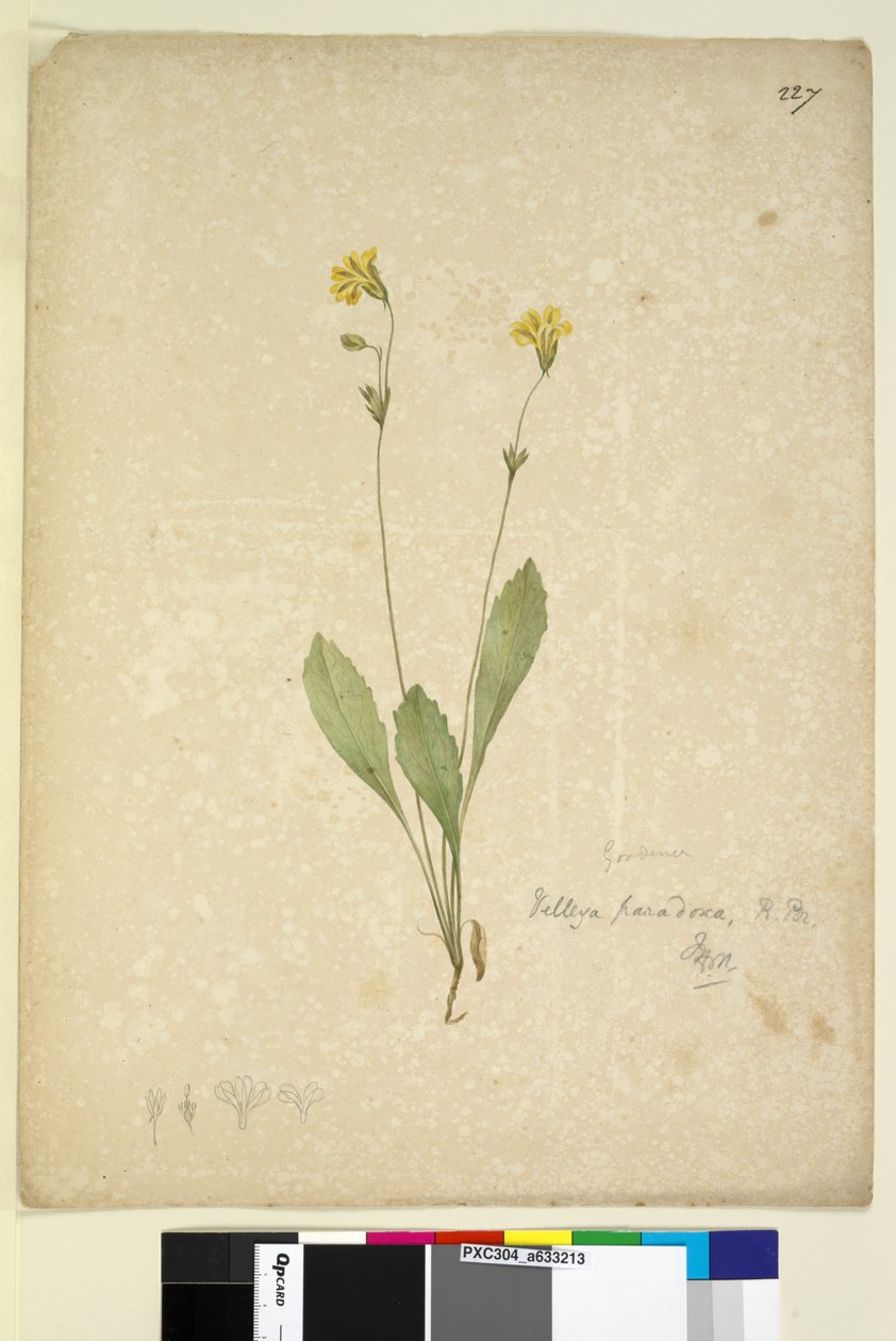 Sida 227. Velleia paradoxa, c.1803-06 (wc, penna, bläck och penna) av John William Lewin
