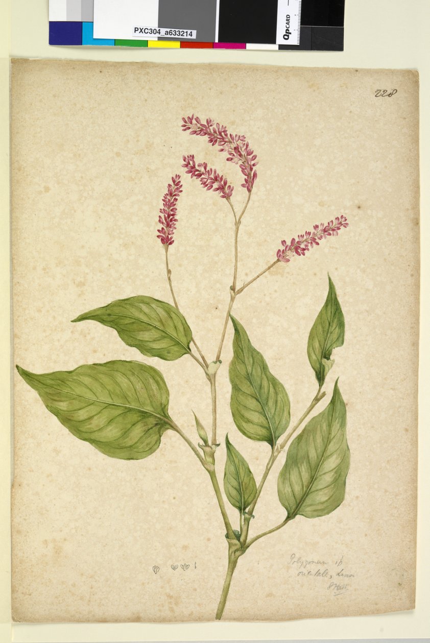 Sida 228. Polygonum orientale, c.1803-06 (wc, penna, bläck och penna) av John William Lewin