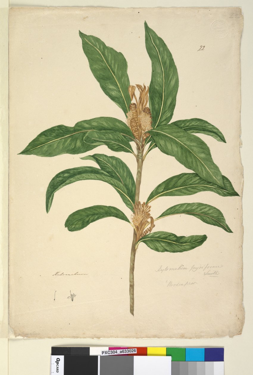 Sida 22. Xylomelum pyriforme, c.1803-06 (wc, penna, bläck och penna) av John William Lewin