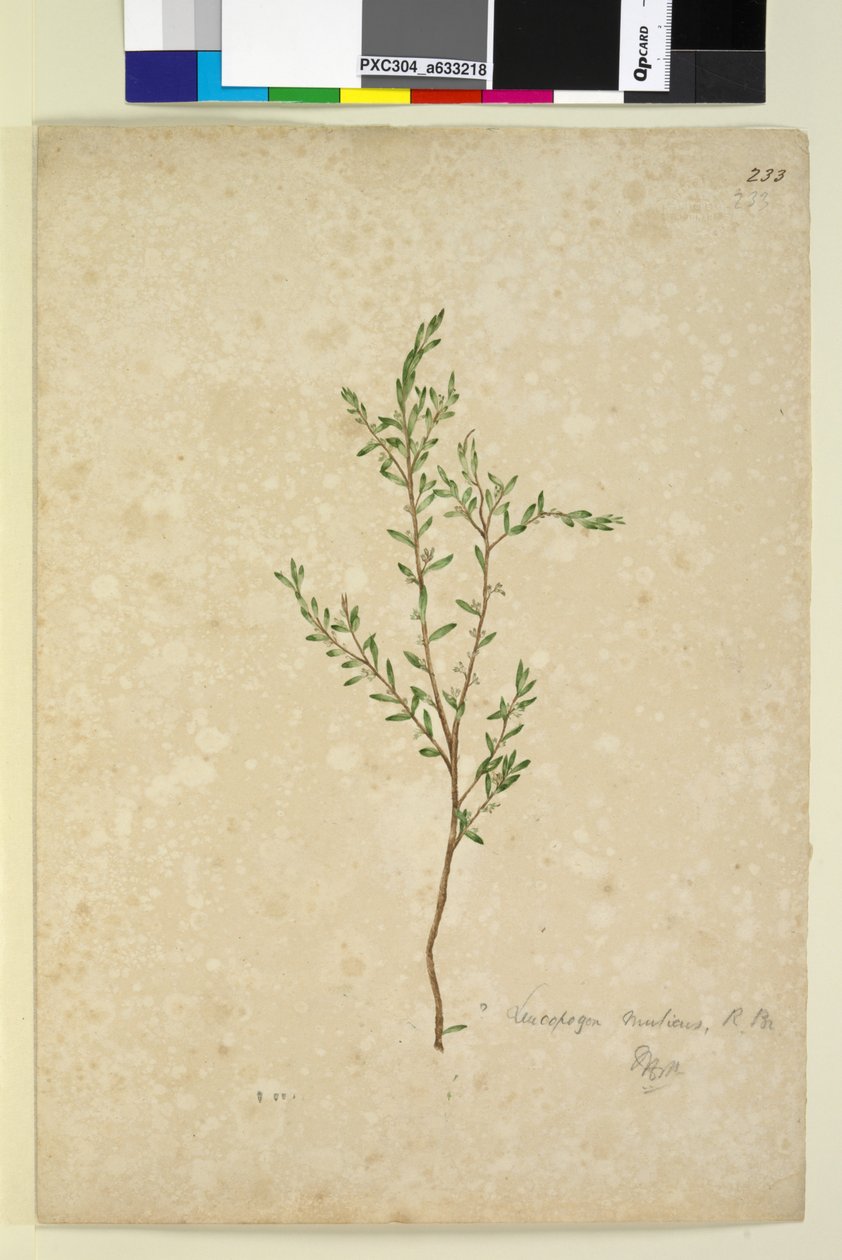 Sida 233. Leucopogon, c.1803-06 (wc, penna, bläck och penna) av John William Lewin