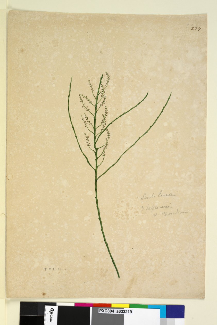 Sida 234. Leptomeria, c.1803-06 (wc, penna, bläck och penna) av John William Lewin