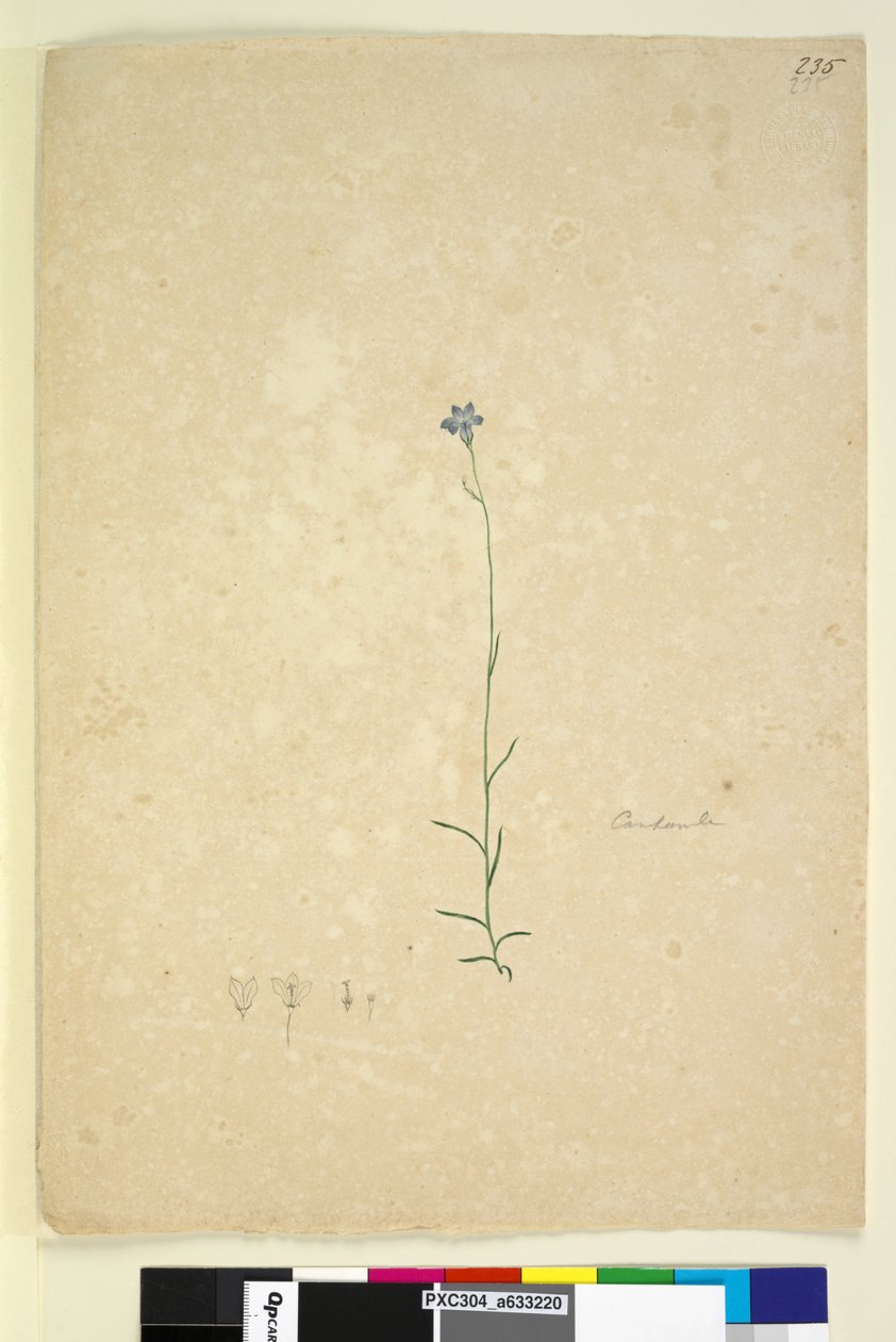Sida 235. Campanula, c.1803-06 (wc, penna, bläck och penna) av John William Lewin