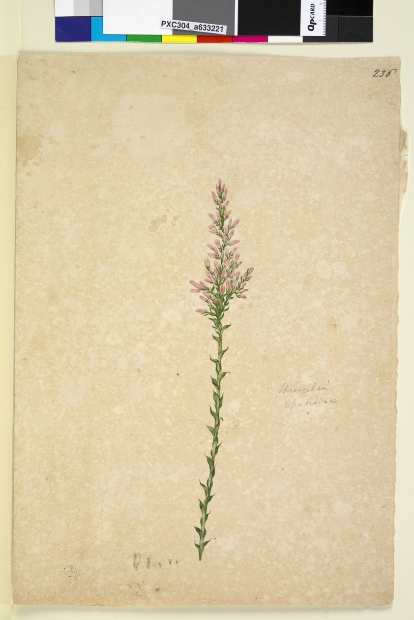 Sida 236. Sprengelia, c.1803-06 (wc, penna, bläck och penna) av John William Lewin