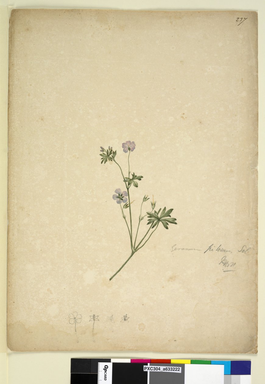 Sida 237. Geranium pilosum, c.1803-06 (wc, penna, bläck och penna) av John William Lewin