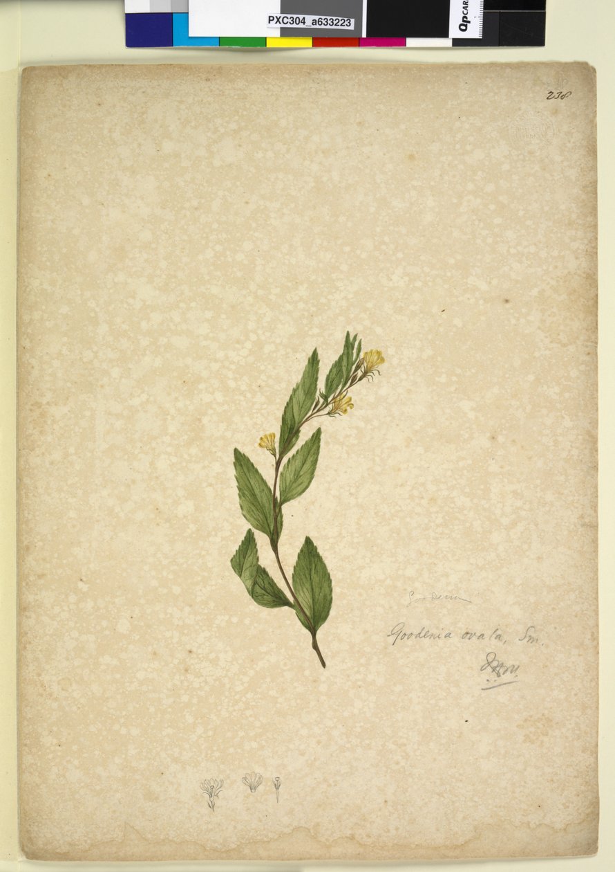 Sida 238. Goodenia ovata, c.1803-06 (wc, penna, bläck och penna) av John William Lewin