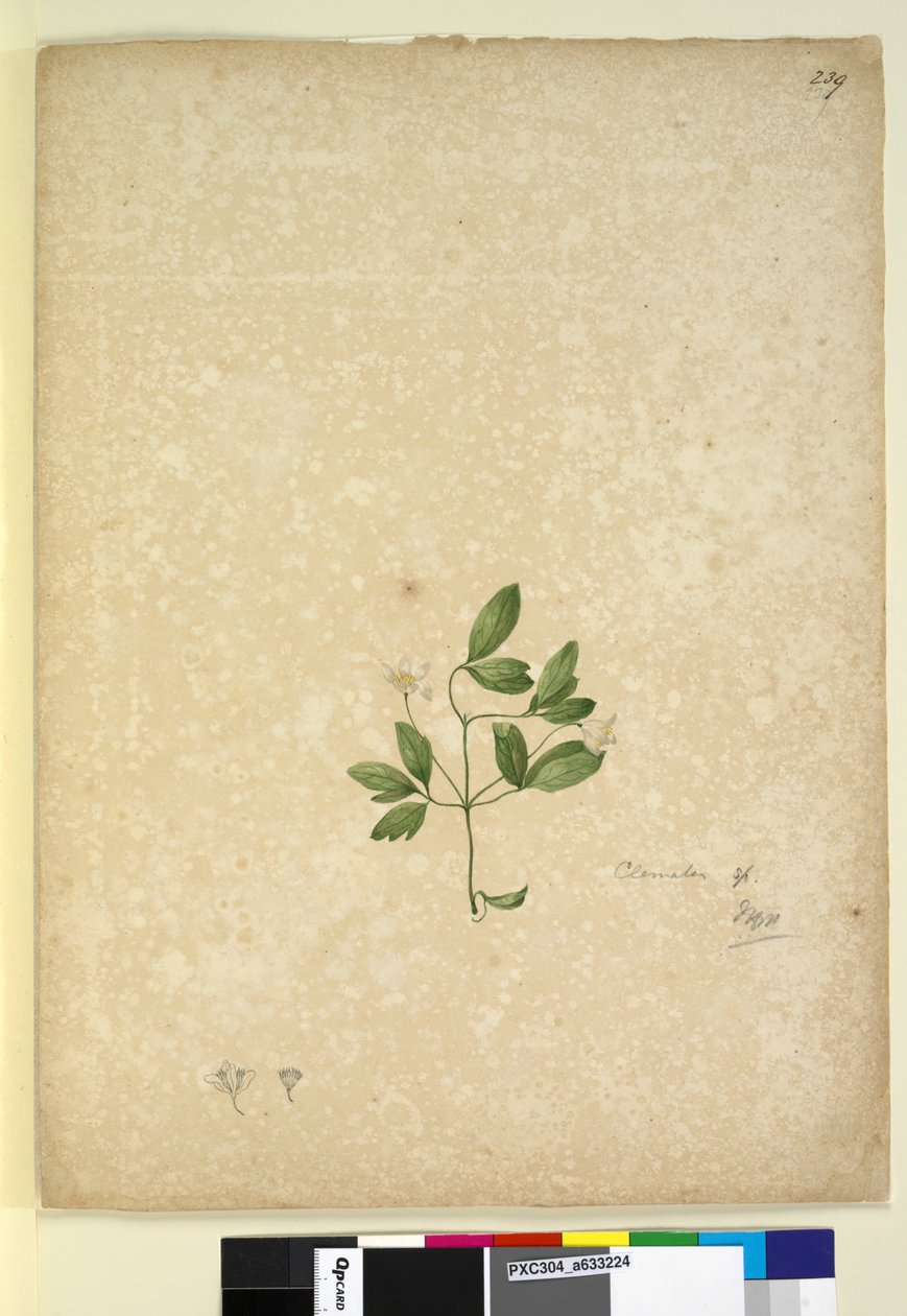 Sida 239. Clematis, c.1803-06 (wc, penna, bläck och penna) av John William Lewin