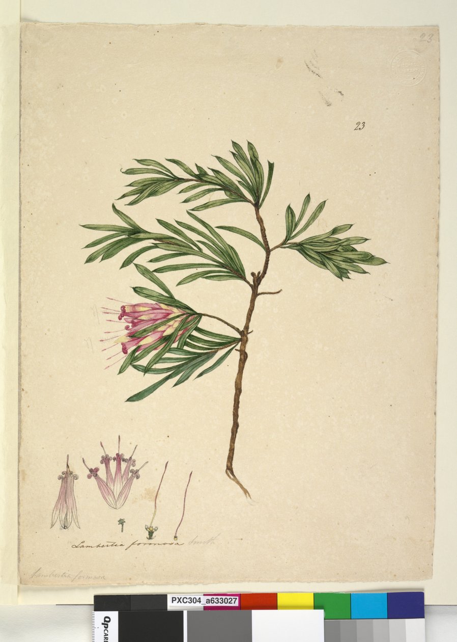Sida 23. Lambertia formosa, c.1803-06 (wc, penna, bläck och penna) av John William Lewin