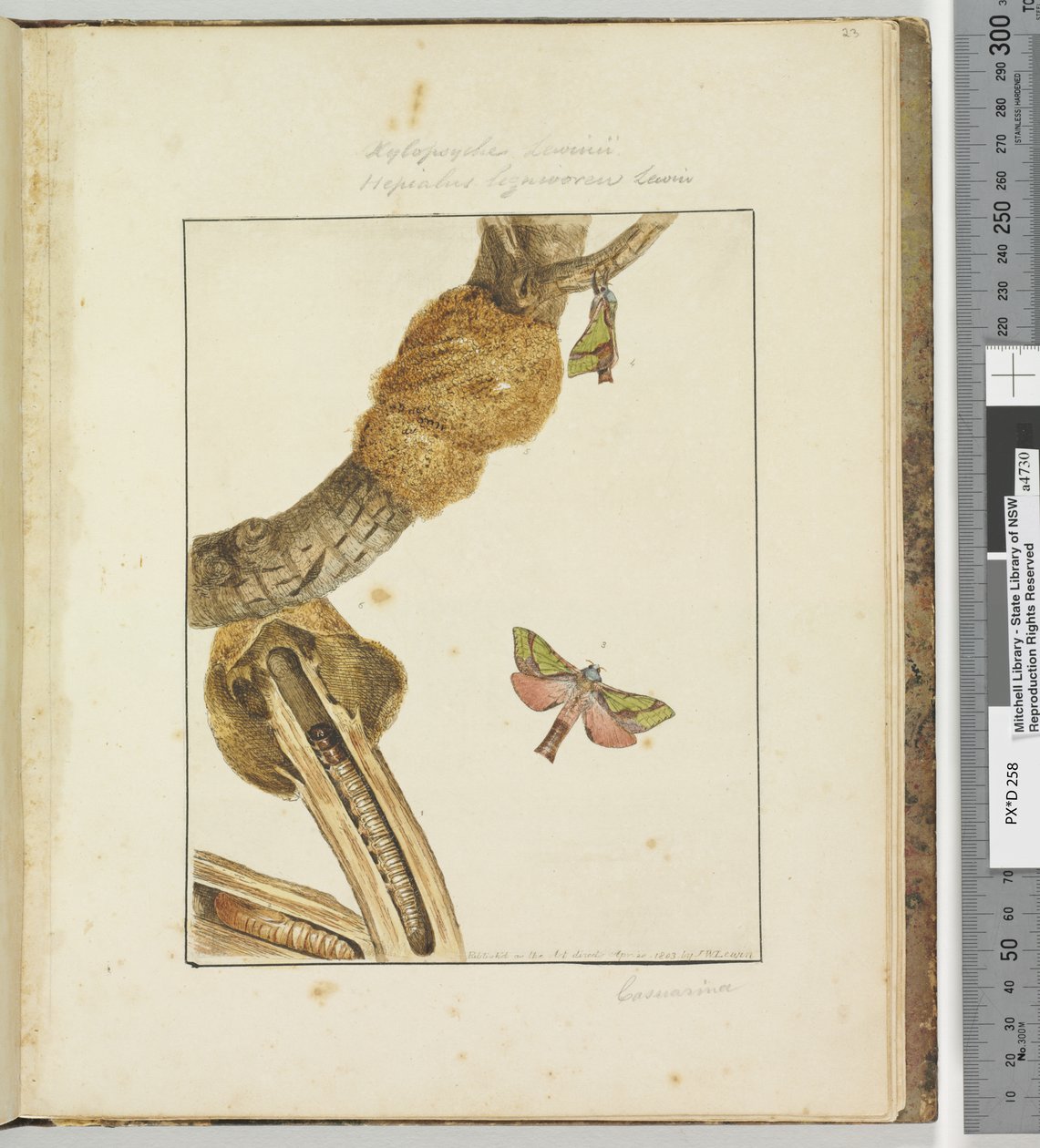 Sida 23 Platta 6 Xylopsyche Lewinni Hepialus Ligniveren Lewin, 1803-04 (handfärgade etsningstryck) av John William Lewin