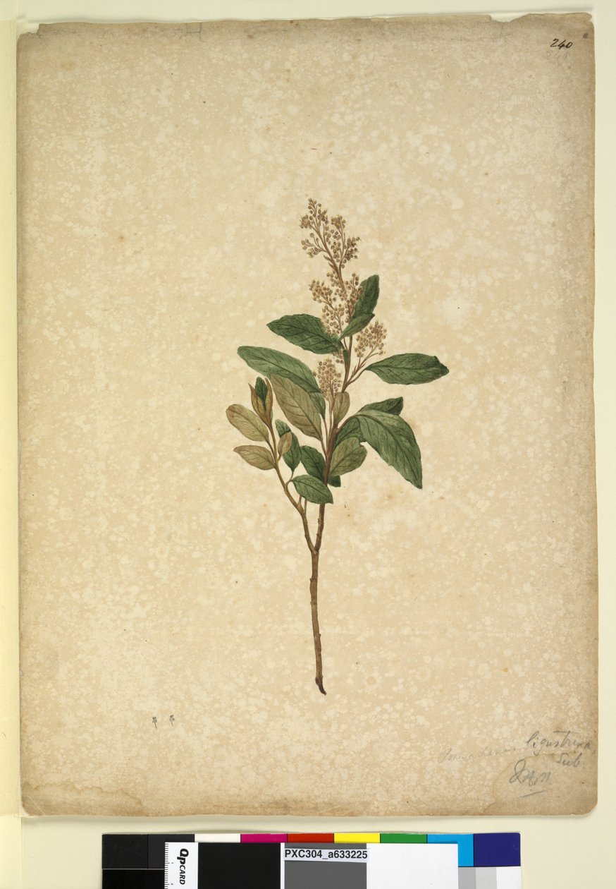 Sida 240. Pomaderris ligustrina, c.1803-06 (wc, penna, bläck och penna) av John William Lewin