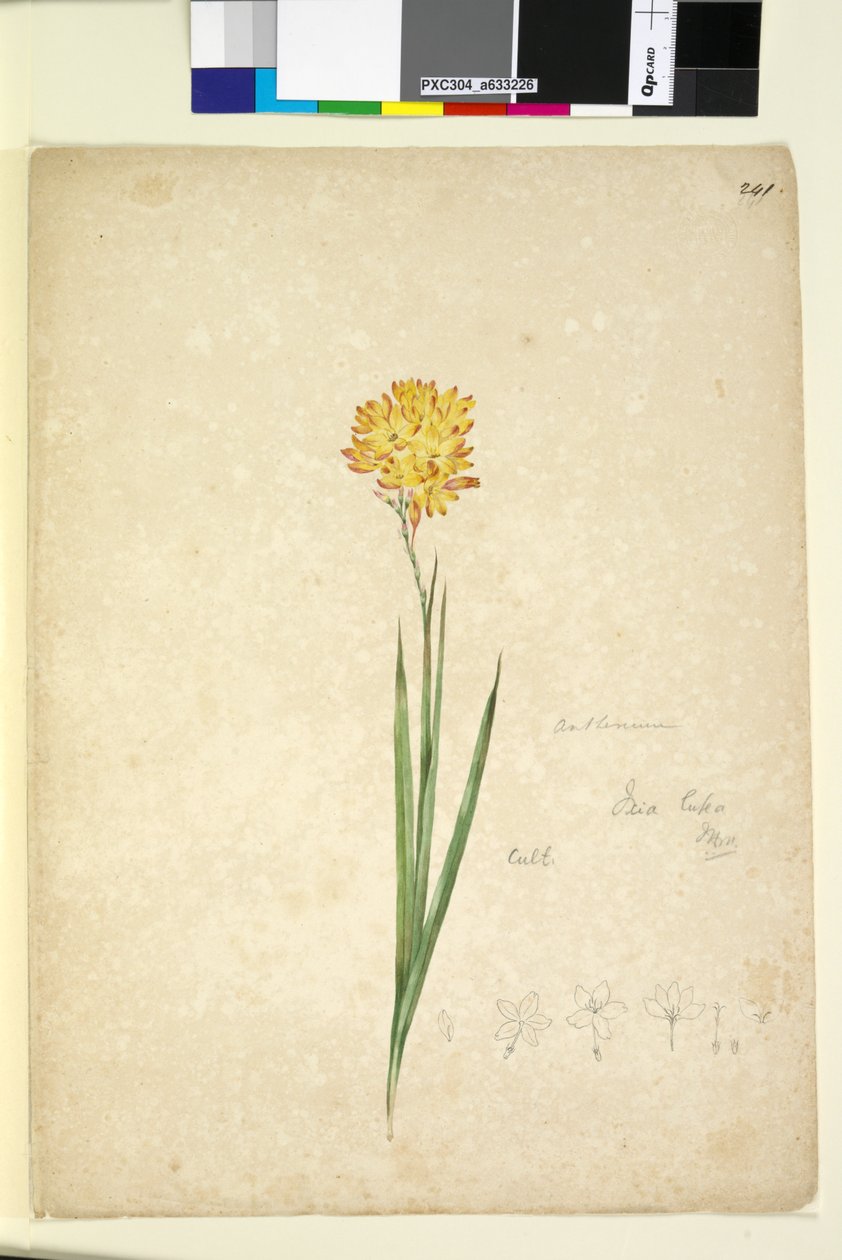 Sida 241. Ixia lutea, c.1803-06 (wc, penna, bläck och penna) av John William Lewin