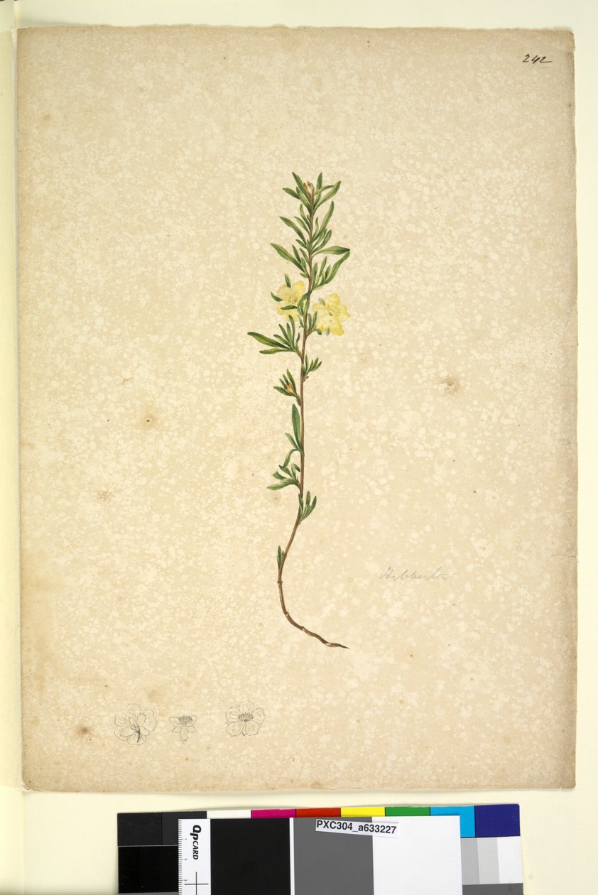 Sida 242. Hibberta, ca 1803-06 (wc, penna, bläck och penna) av John William Lewin