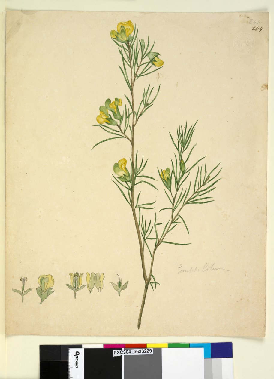 Sida 244. Gompholobium, c.1803-06 (wc, penna, bläck och penna) av John William Lewin