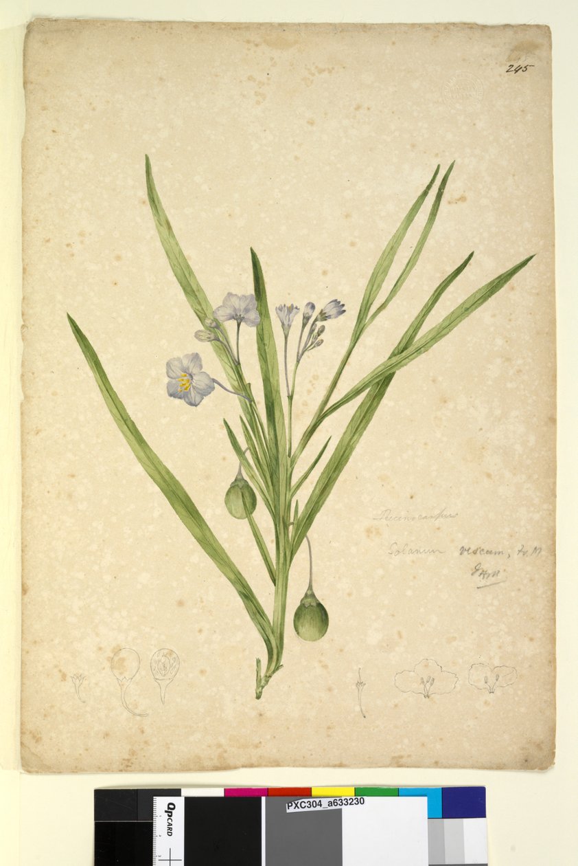 Sida 245. Solanum vescum, c.1803-06 (wc, penna, bläck och penna) av John William Lewin