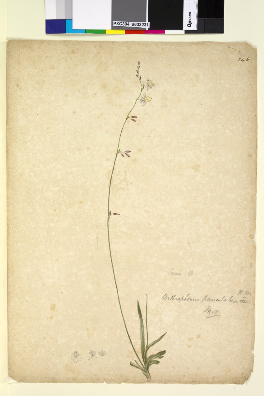 Sida 246. Arthropodium paniculatum, c.1803-06 (wc, penna, bläck och penna) av John William Lewin