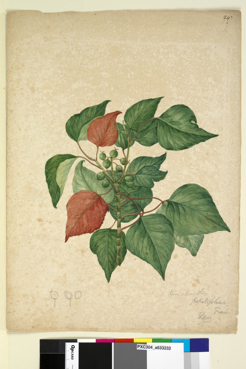 Sida 247. Homolanthus populifolius Omalanthus populifolius, c.1803-06 (wc, penna, bläck och penna) av John William Lewin