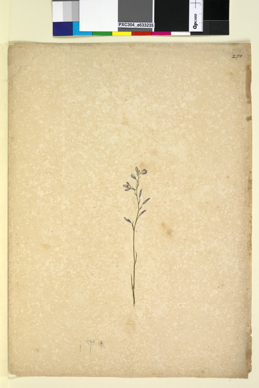 Sida 250. Oidentifierad växt, ca 1803-06 (wc, penna, bläck och penna) av John William Lewin