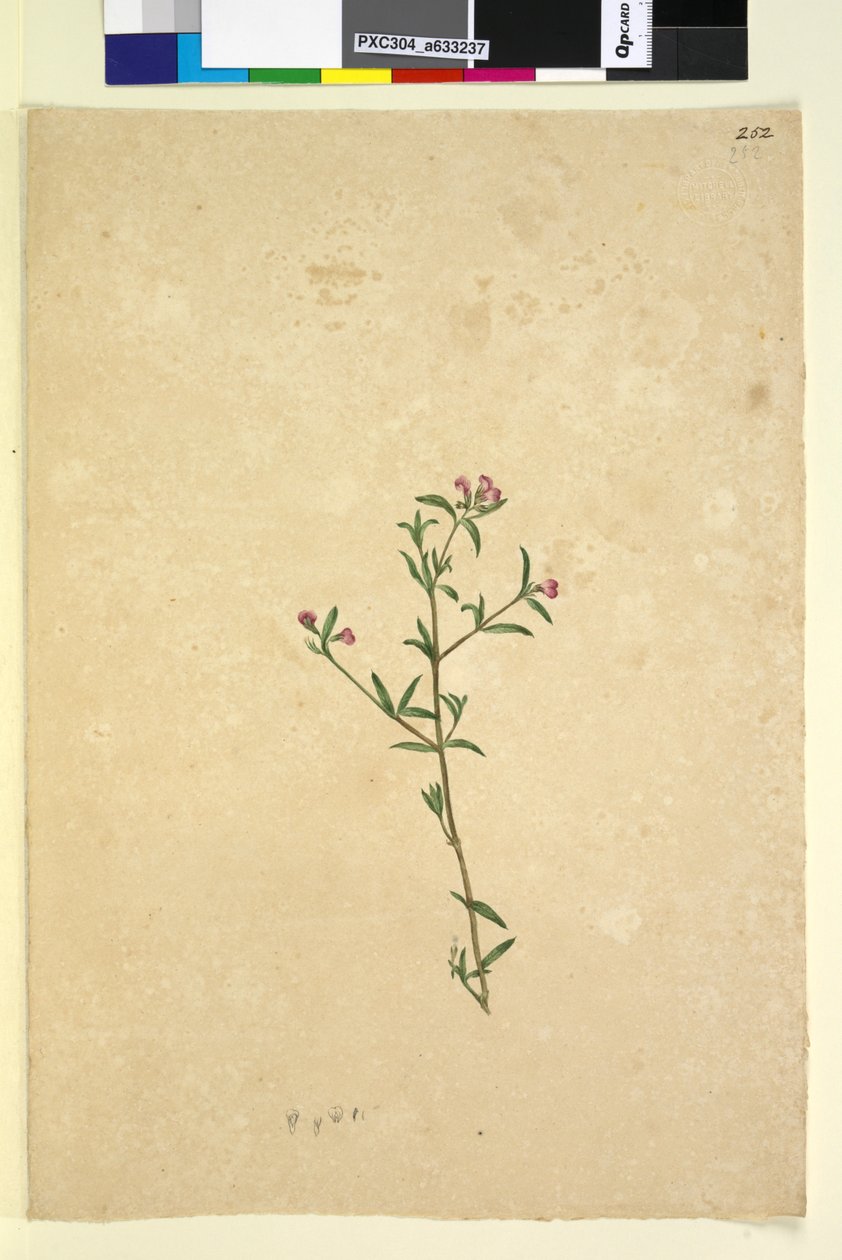Sida 252. Oidentifierad växt, ca 1803-06 (wc, penna, bläck och penna) av John William Lewin