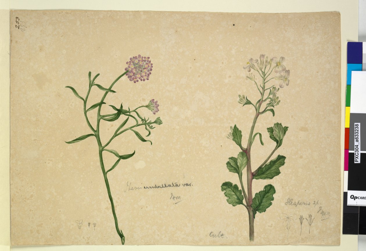 Sida 253. Iberis umbellata; Hesperis sp., ca 1803-06 (wc, penna, bläck och penna) av John William Lewin