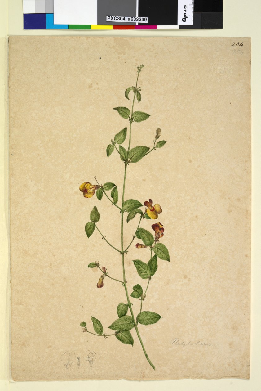 Sida 254. Platylobium, c.1803-06 (wc, penna, bläck och penna) av John William Lewin