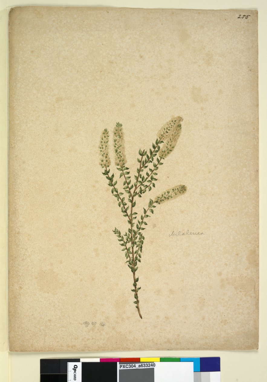 Sida 255. Melaleuca, ca 1803-06 (wc, penna, bläck och penna) av John William Lewin