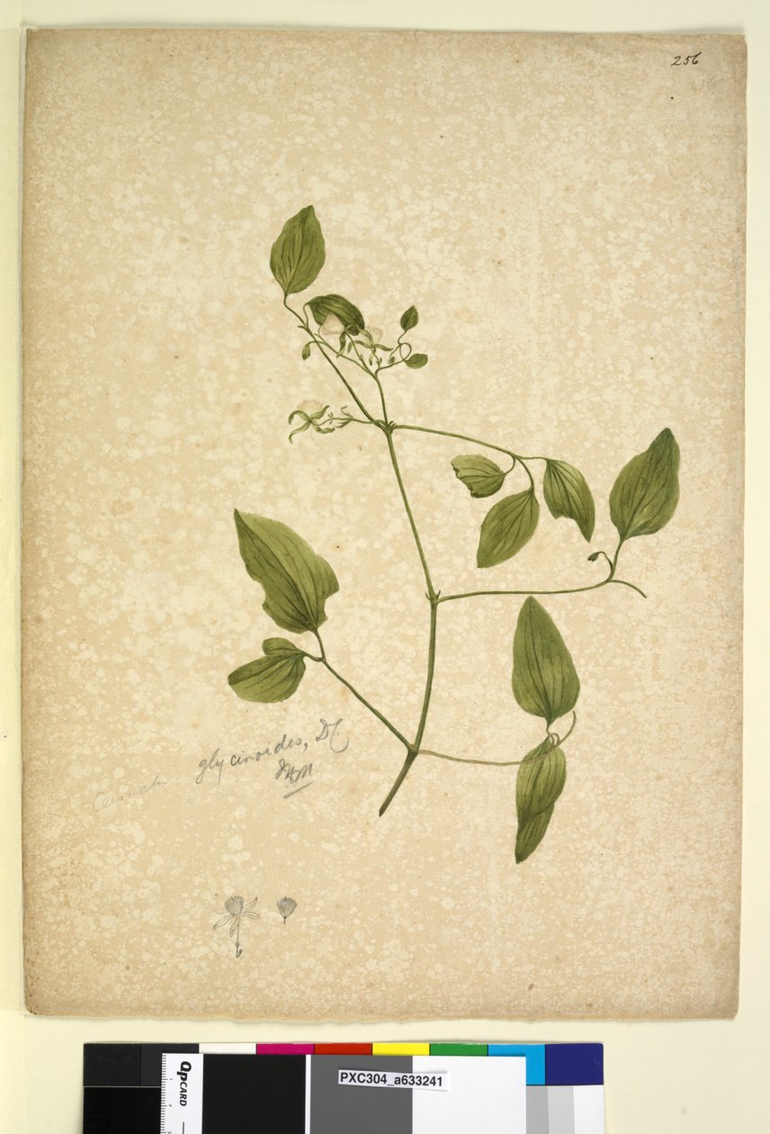 Sida 256. Clematis glycinoides, c.1803-06 (wc, penna, bläck och penna) av John William Lewin